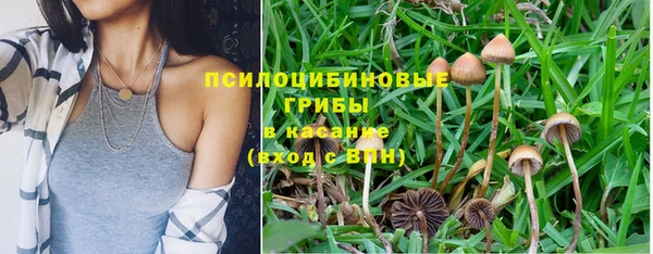 прущие грибы Куйбышев